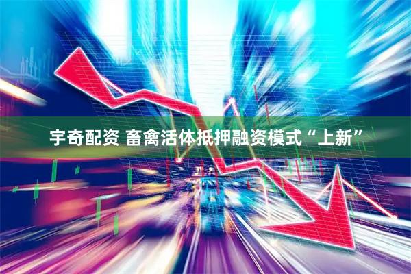 宇奇配资 畜禽活体抵押融资模式“上新”